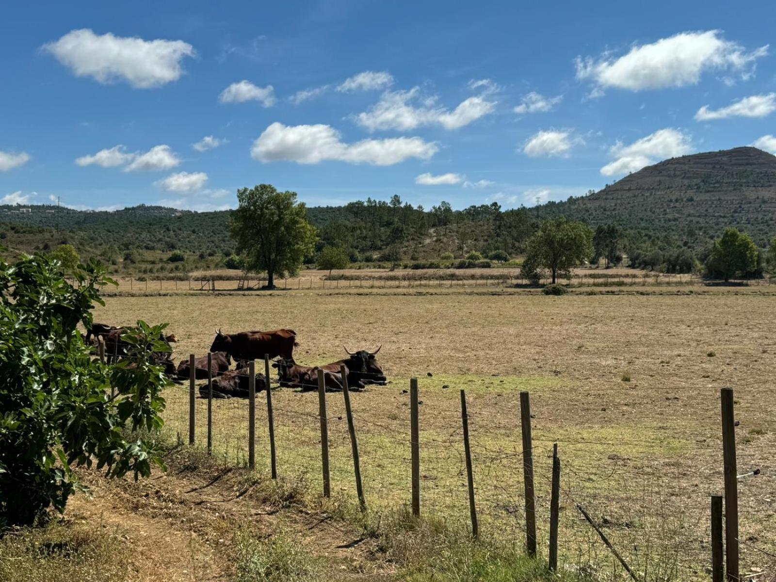 Casa Da Lima - Nestled In Nature On Santiago'S And Fatima'S Path, Close To Coimbra And Rabacal Alvorge 外观 照片